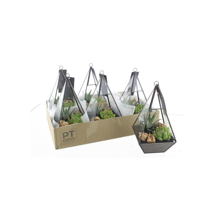 <h4>arr. Succulenten H%</h4>