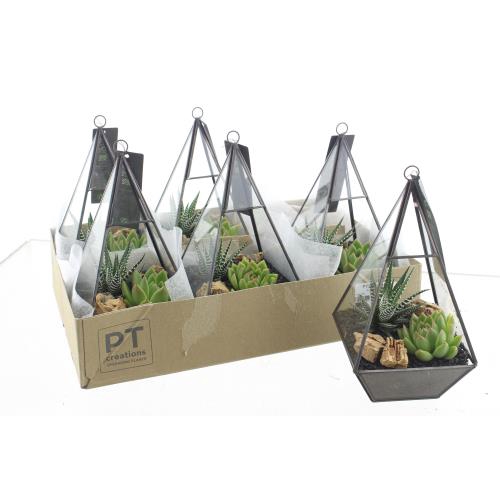 arr. Succulenten H%