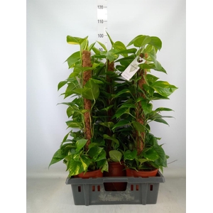 Epipremnum pinn.   ...moss stick