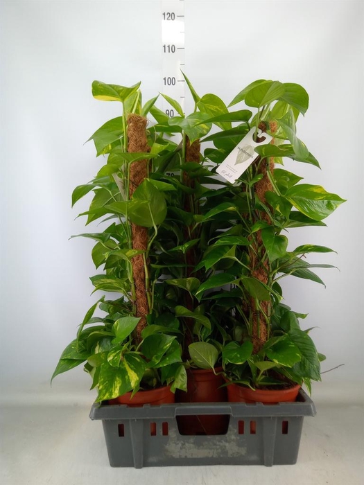 <h4>Epipremnum pinn.   ...moss stick</h4>