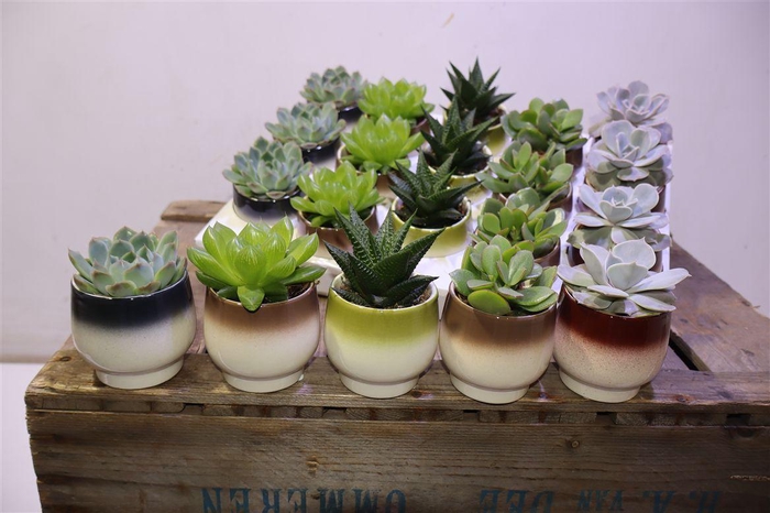 <h4>Succ Gem 5 Srt In Keramiek</h4>