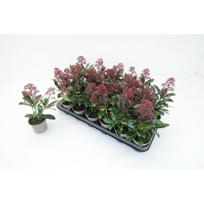 <h4>SKIM J RUBELLA</h4>