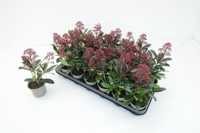 <h4>SKIM J RUBELLA</h4>