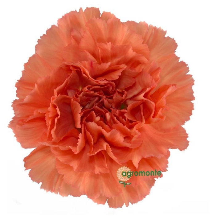 <h4>Di St Megan</h4>