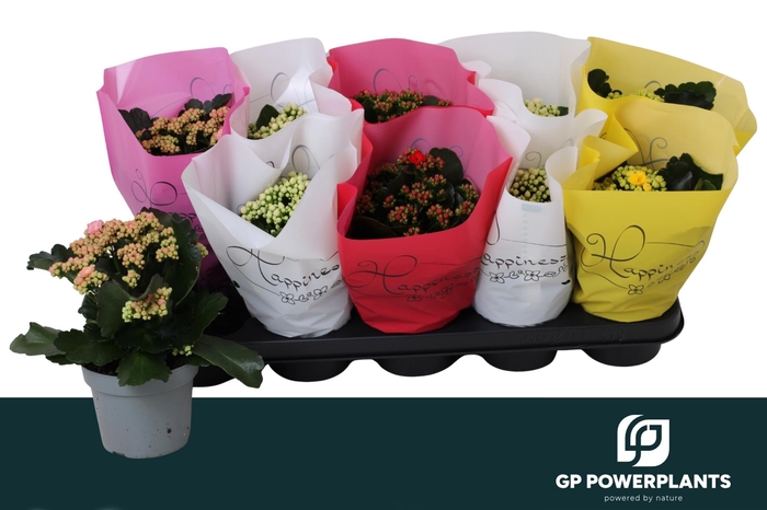 <h4>KAL GE RF GEM 4 KL</h4>