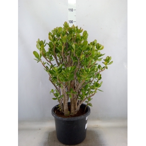 Crassula ovata