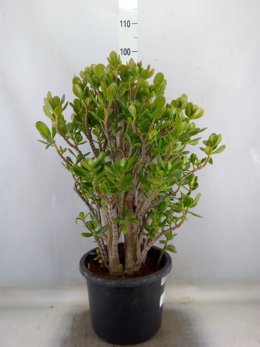 <h4>Crassula ovata</h4>