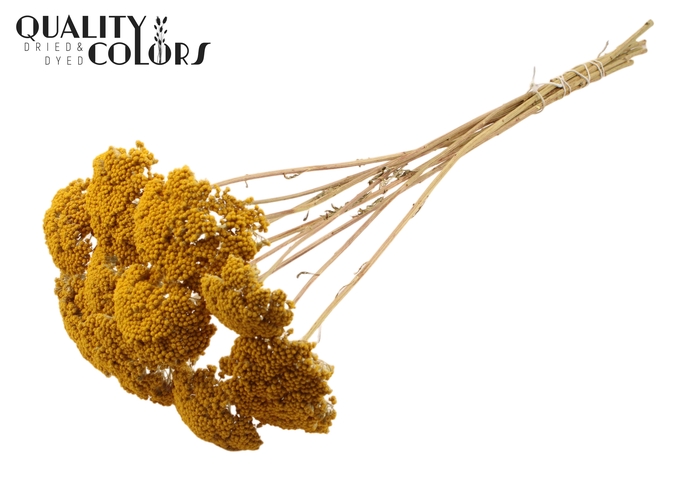 Achillea 2-4cm per stem Natural