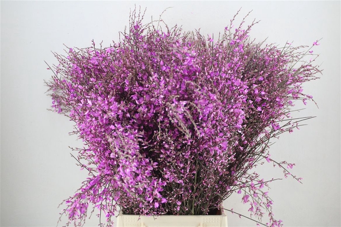 <h4>Ginster 400gr Lilac P Bunch</h4>