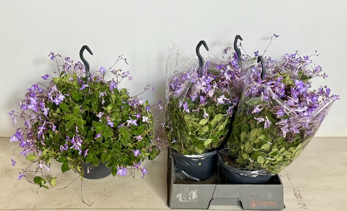 <h4>STREPTOCARP SAXORUM</h4>