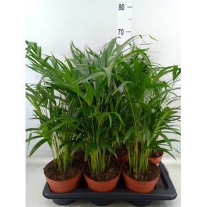 Dypsis lutescens   ...Chrysalidoca
