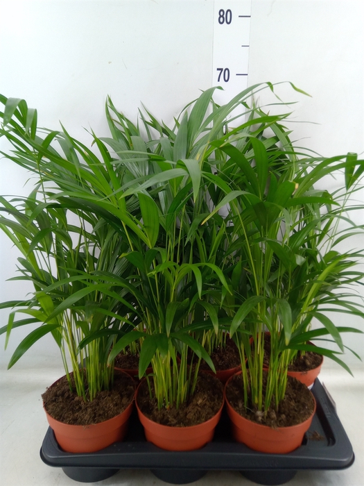 <h4>Dypsis lutescens   ...Chrysalidoca</h4>