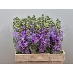 MATTH FIGARO LAVENDE