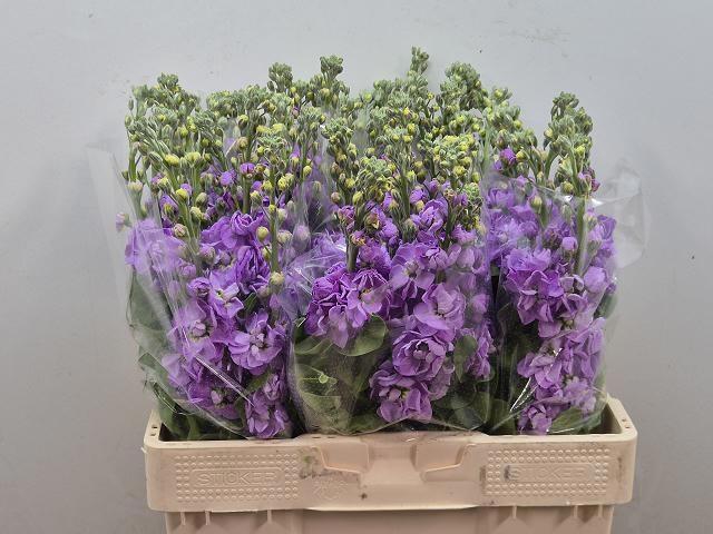 <h4>MATTH FIGARO LAVENDE</h4>