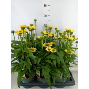 Echinacea  'Sombrero Lemon Yellow'