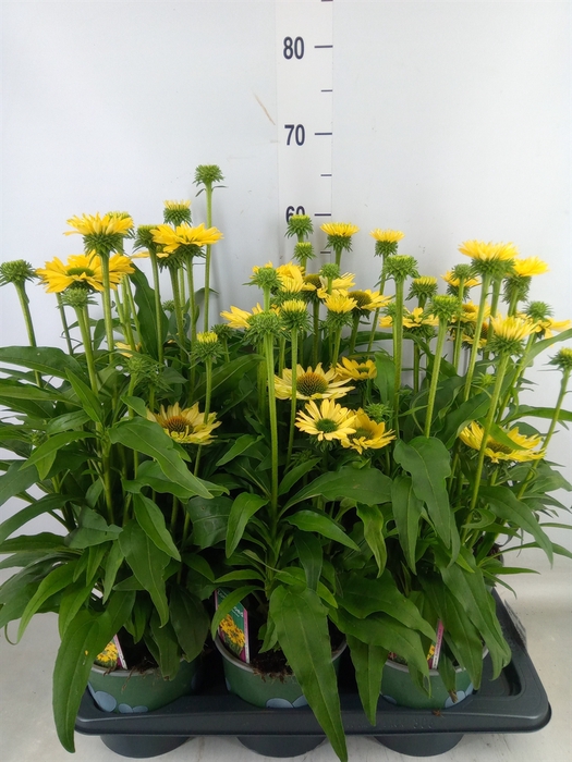 <h4>Echinacea  'Sombrero Lemon Yellow'</h4>