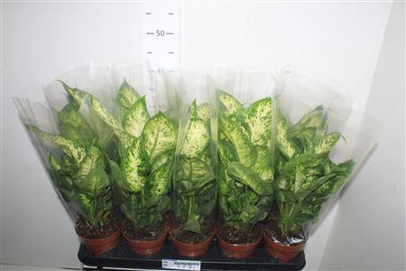 <h4>Dieff Compacta</h4>