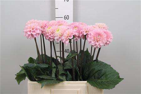 <h4>Dahl Wizz Of Oz</h4>