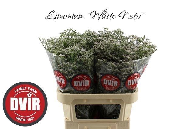 <h4>Lim White Neto</h4>
