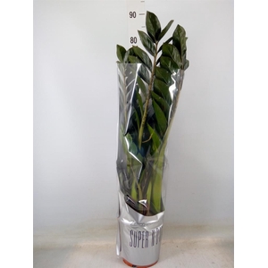Zamioculcas zamiifolia 'Super Nova'
