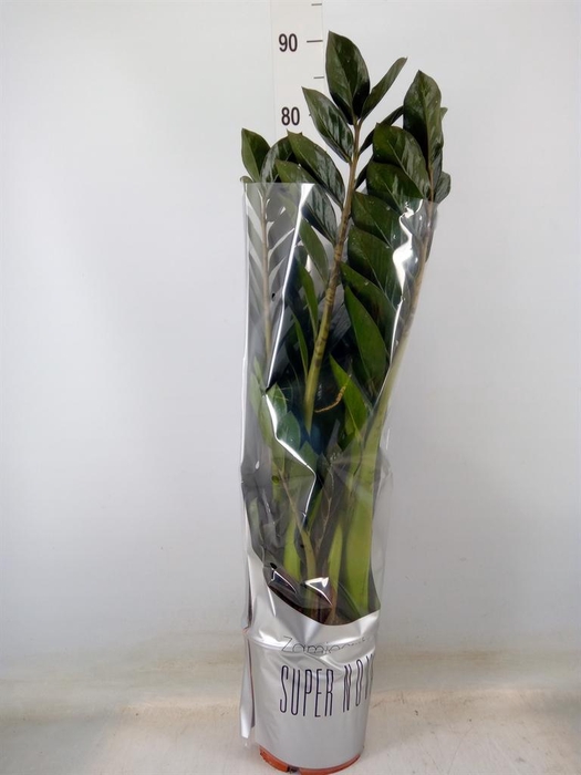 <h4>Zamioculcas zamiifolia 'Super Nova'</h4>