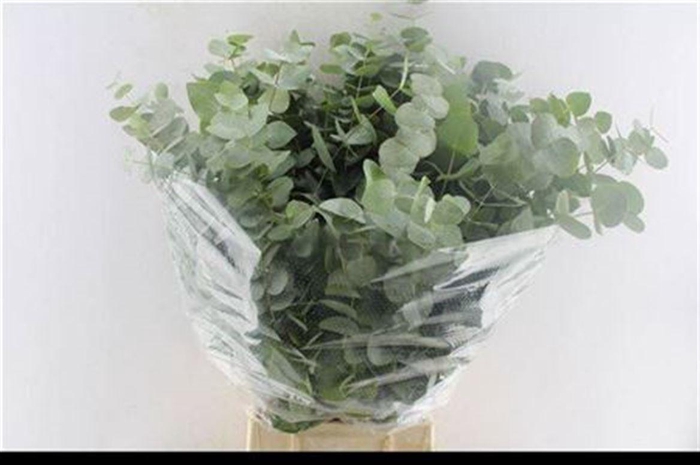 <h4>Euca Cinerea Per Bunch 5 Stems Selected</h4>