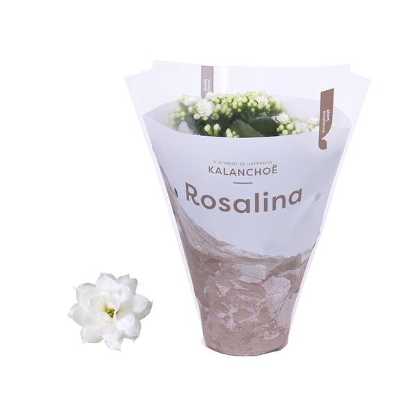 <h4>Kalanchoe Rosalina 12cm TST Don Dione, Witte hoes</h4>