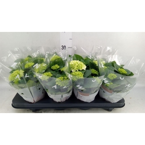Hydrangea mac. 'Wudu'