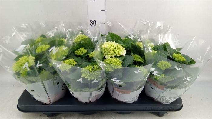 <h4>Hydrangea mac. 'Wudu'</h4>