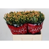 Hypericum Mellow Romance