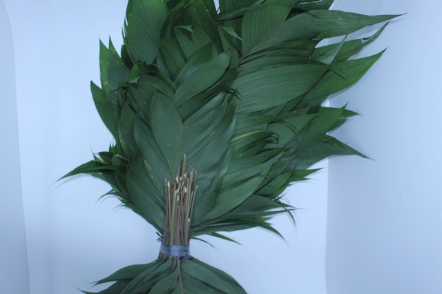 <h4>FOLHAGEM ARICANA</h4>