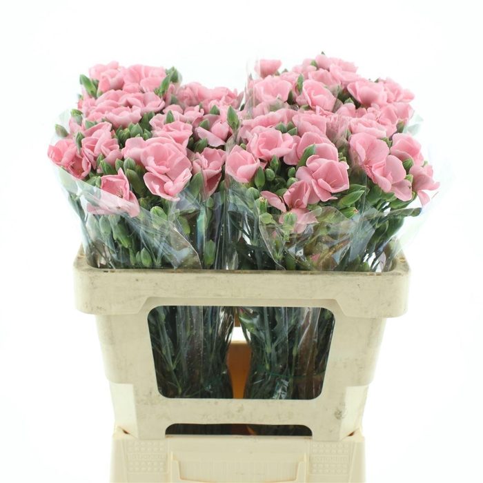 <h4>DI TR SIMPLY CANDY PINK EXTRA</h4>