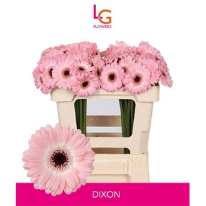 GE MI DIXON