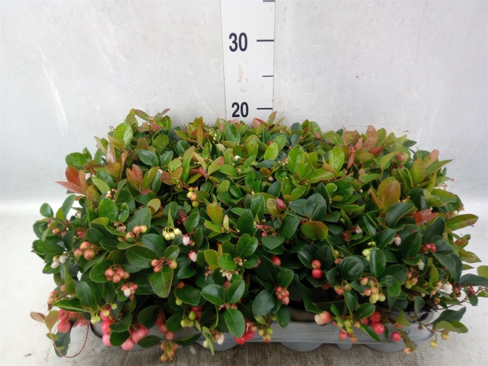 <h4>Gaultheria proc.</h4>