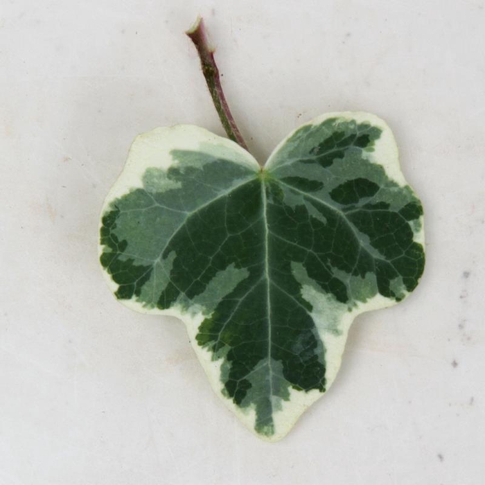 <h4>HEDERA HELIX White Wonder 9 cm</h4>