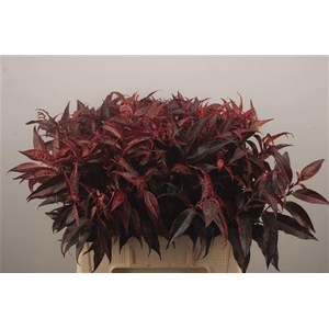 Leucothoe Klbh Rood