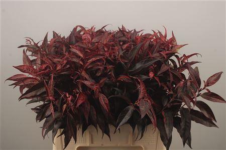 <h4>Leucothoe Klbh Rood</h4>