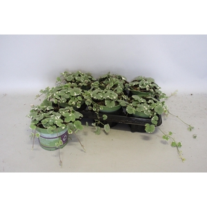 Glechoma hedracea Variegata