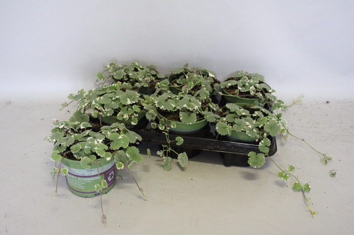 <h4>Glechoma hedracea Variegata</h4>