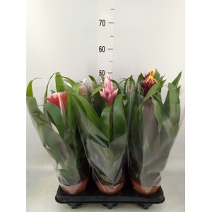 Guzmania   ...mix