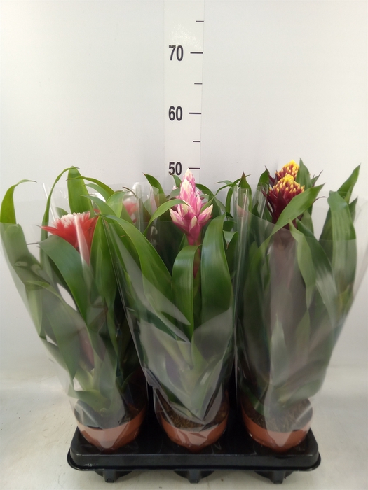 <h4>Guzmania   ...mix</h4>