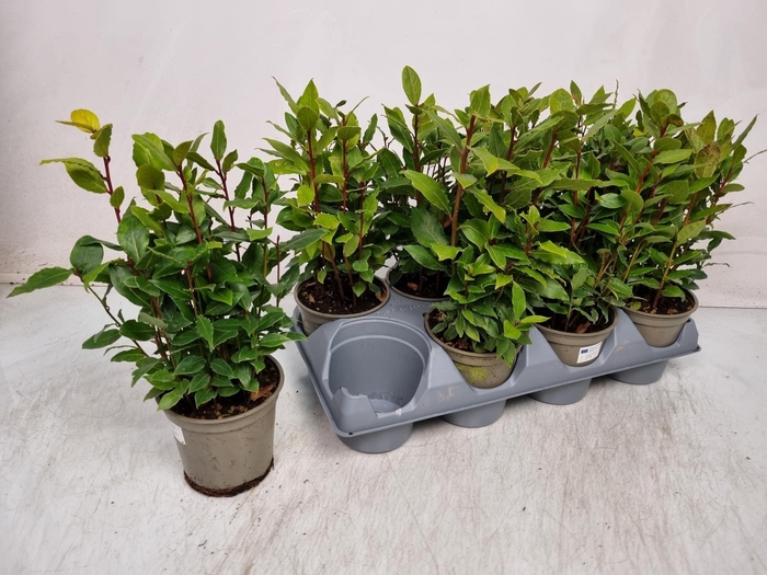 <h4>LAU NOBILIS</h4>