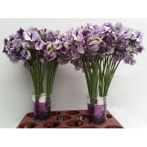 Lathyrus Blue Wedding