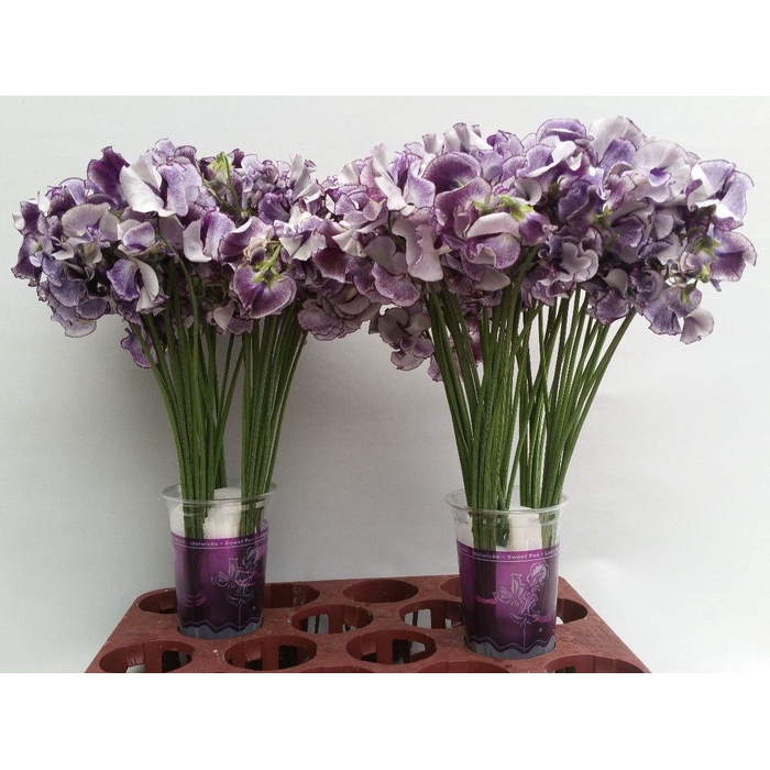<h4>Lathyr Blue Wedding</h4>