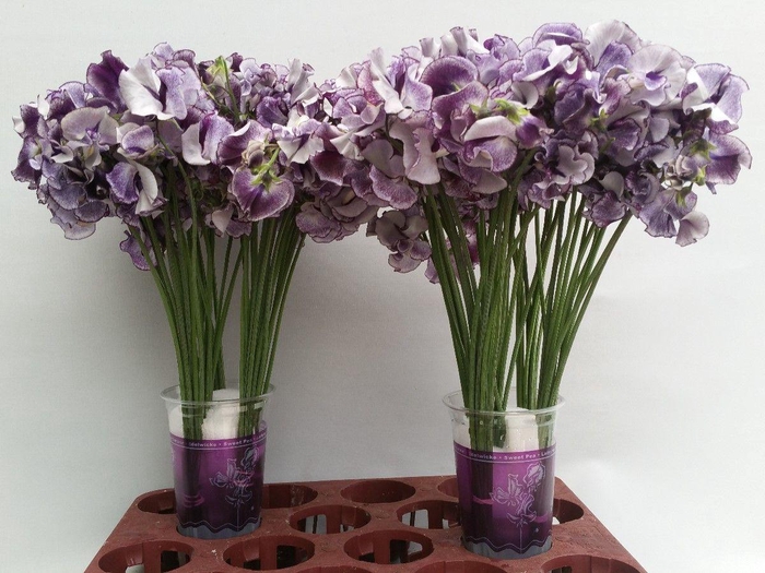 <h4>Lathyrus Blue Wedding</h4>