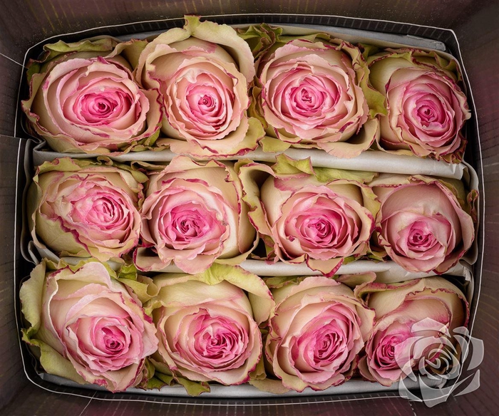 <h4>R GR ESPERANCE EQ</h4>