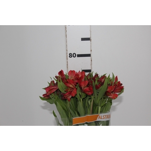 ALSTROEMERIA DIAMANTINA 080 CM
