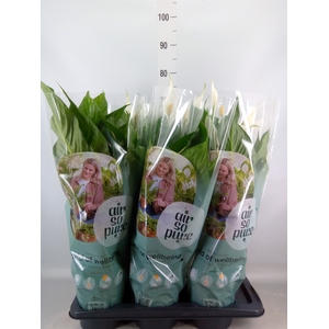 Spathiphyllum  'Bingo Cupido'