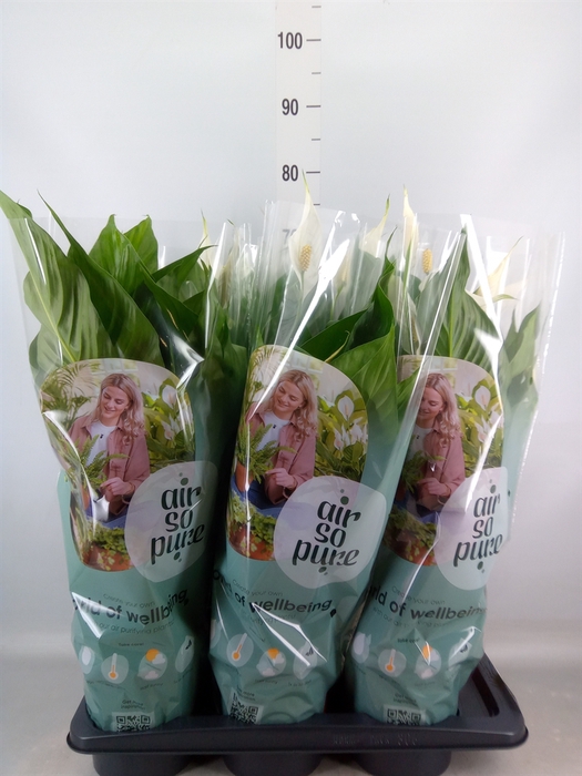 <h4>Spathiphyllum  'Bingo Cupido'</h4>