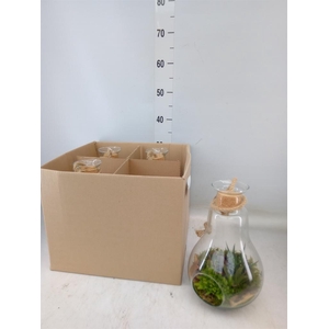 Arr.   Kamerplant Groen H%